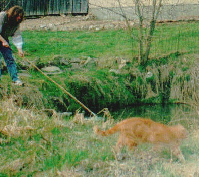 unsere Rohkost- Katze  Brli