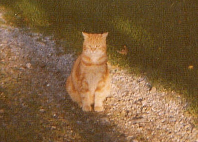 unsere Rohkost- Katze  Brli